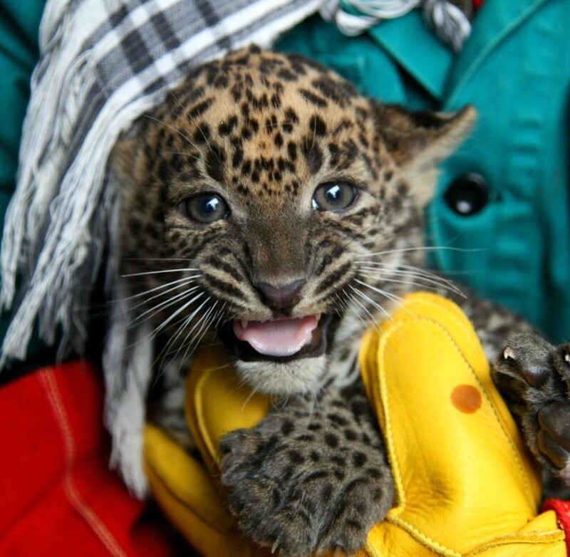 Два котёнка Цейлонского леопарда родились в зоопарке Брно.