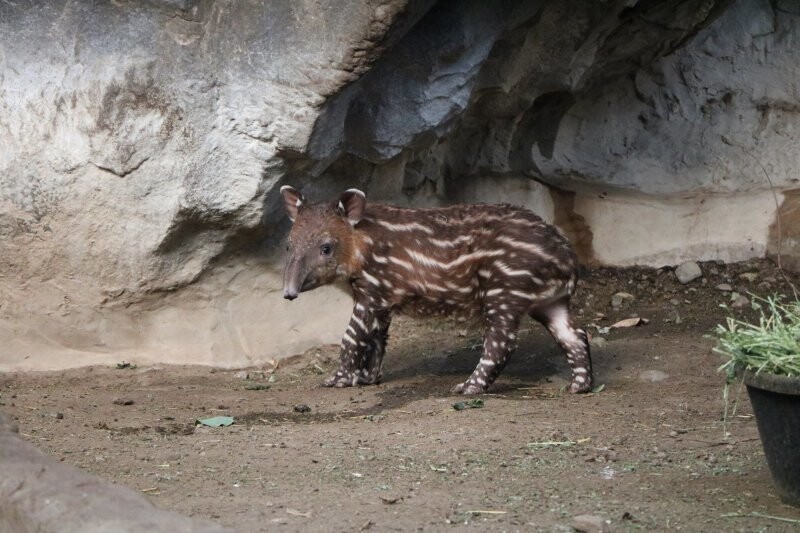 Детёныш центральномаериканского тапира родился в зоопарке Франклина.
