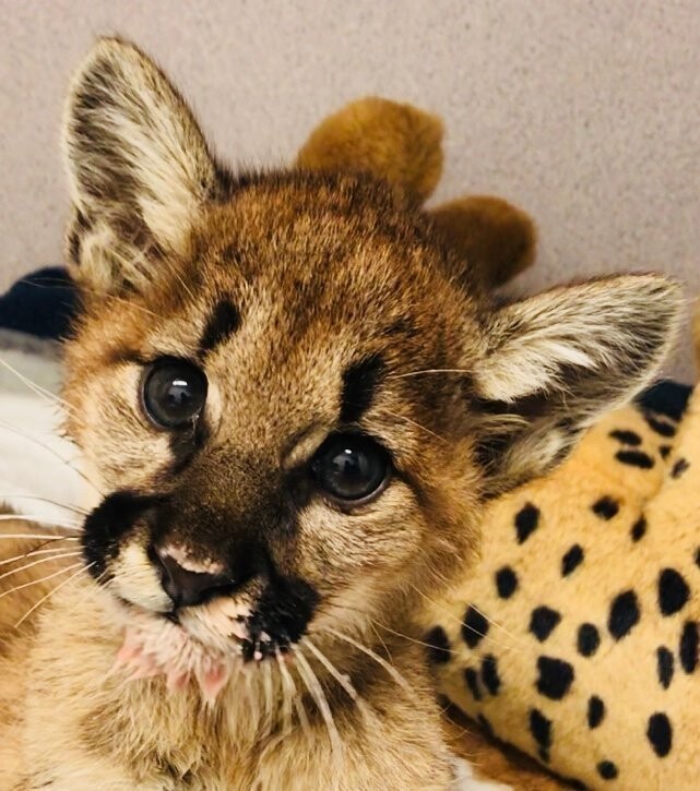В зоопарк Окленда, Калифорния, доставили уже третьего осиротевшего котёнка пумы.