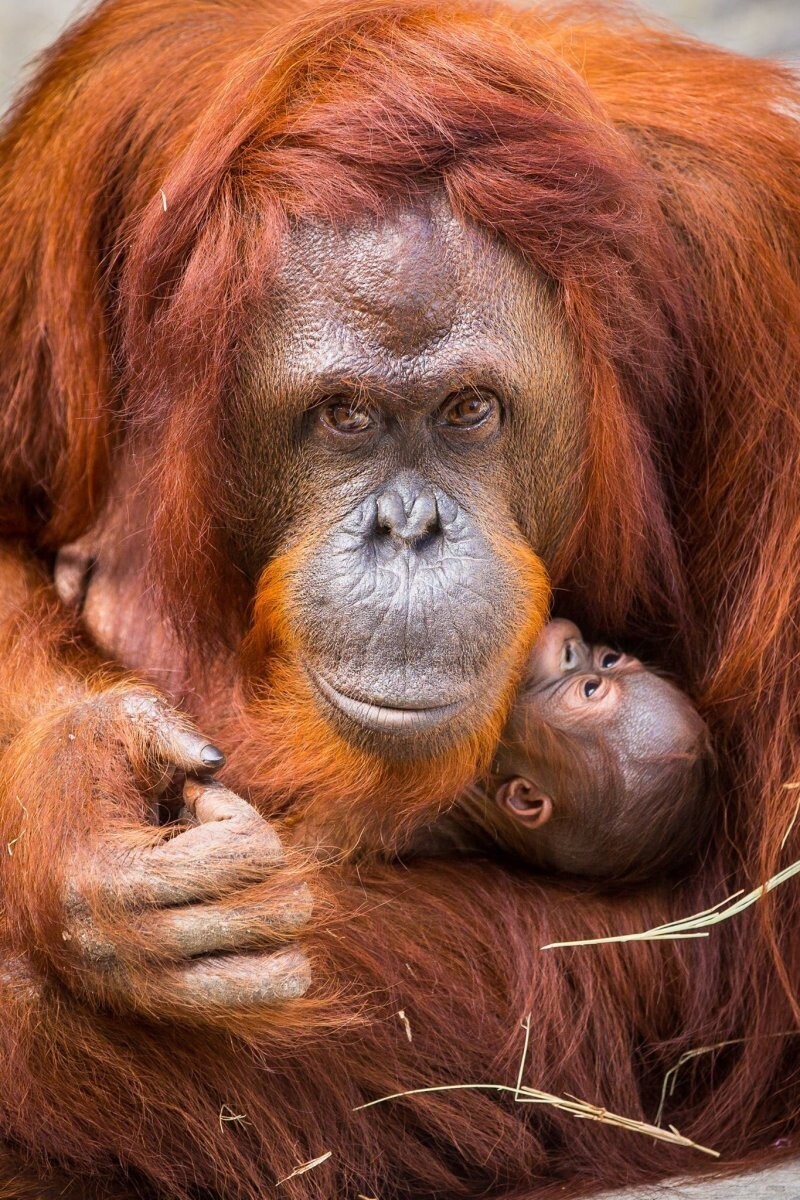 Тампа, зоопарк Лоури. 6 января родилась девочка борнейского орангутана.