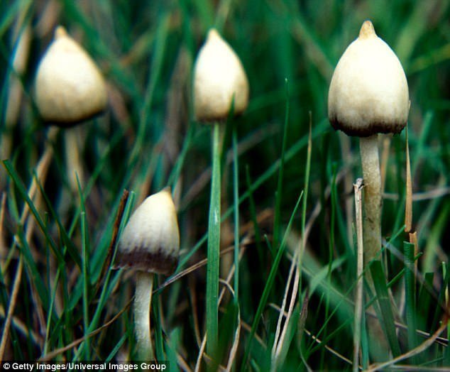 Волшебные грибы спасут от депрессии