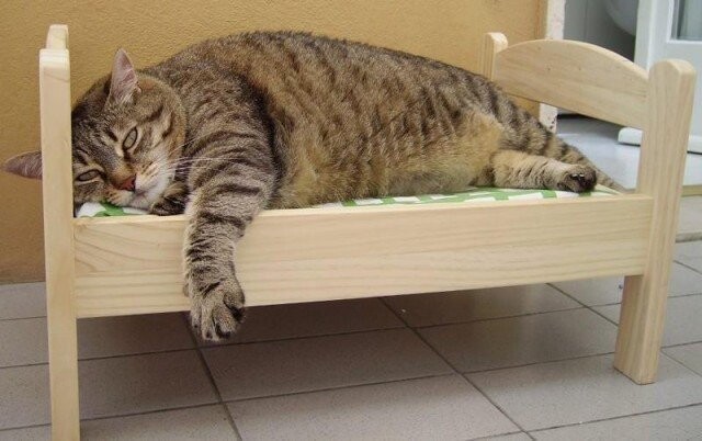 Ночью кошка спит в ногах и не перетягивает на себя все одеяло
