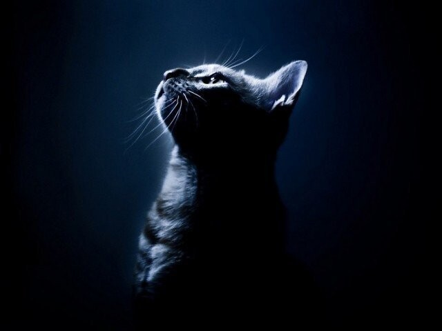 В полной темноте кошка не бьется бедрами об углы стола и не ругается