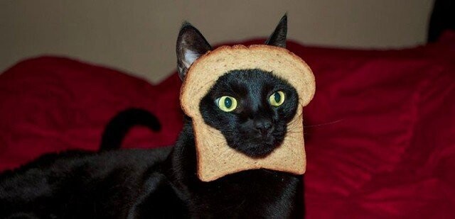 Если у вас нет даже пельменей, на четвертый день кошка с удовольствием ест хлеб