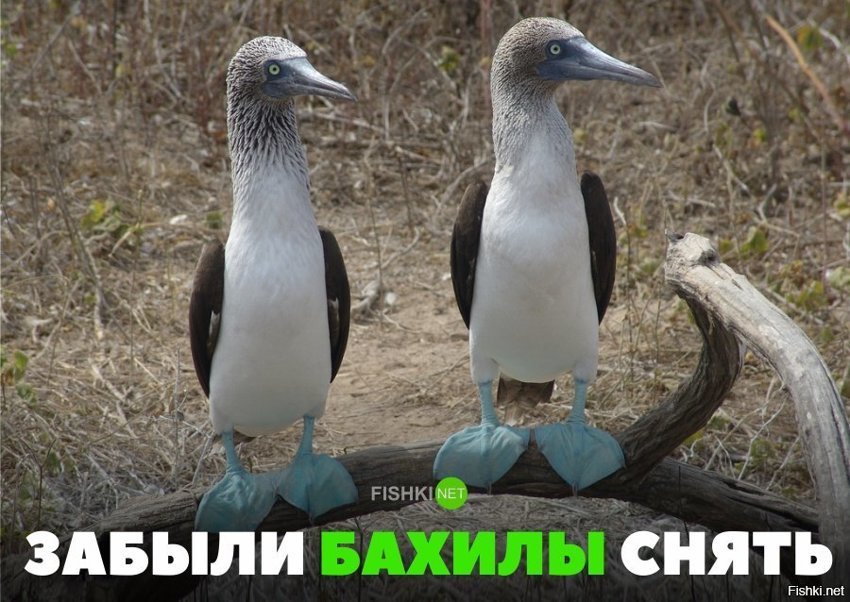 Бахилы снять забыли