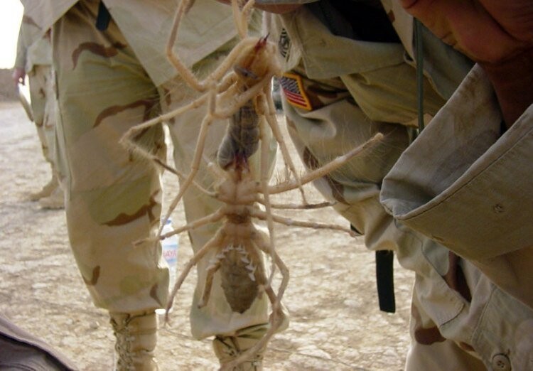 Гигантские иракские верблюжьи пауки вырастают до размеров блюда
