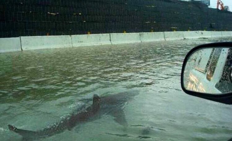 Акулы на залитом шоссе во Флориде