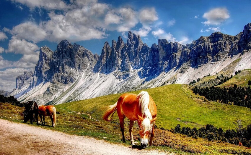 Дикие лошади в Альпах