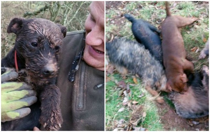Британский охотник Лиам Моран снял видео, где четыре его охотничьих собаки атаковали барсука. В конце видео один из охотников "добил" животное лопатой.