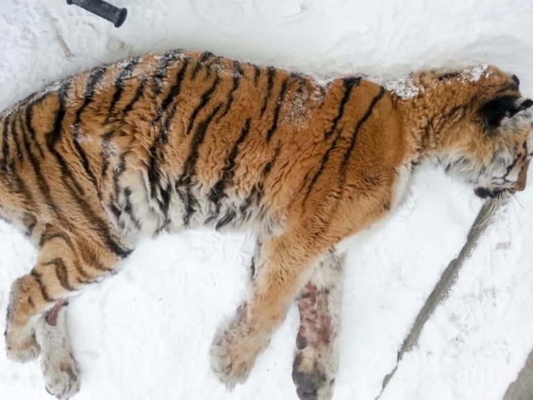 Хабаровчане обнаружили на веранде… неподвижную тигрицу! Но она пришла не ссориться