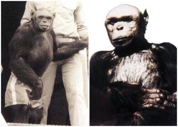 Как в США родился гибрид человека и шимпанзе, которого убили запаниковавшие учёные