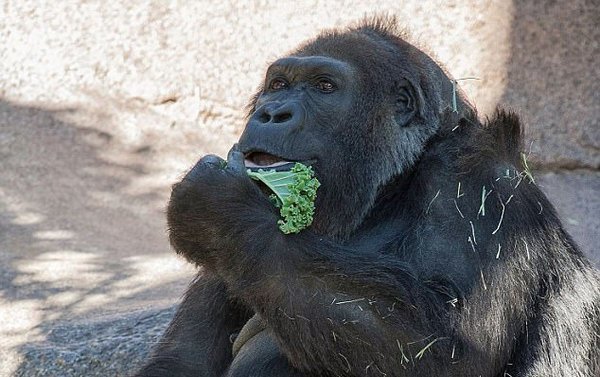 Одна из старейших горилл в мире, умерла в возрасте 60 лет