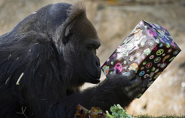 Одна из старейших горилл в мире, умерла в возрасте 60 лет