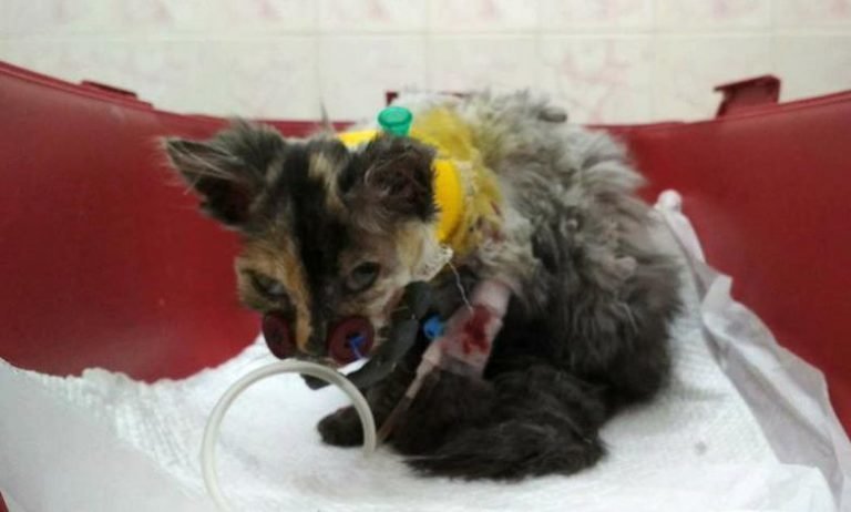Котёнок попал в вентилятор. Чтобы спасти его, врачи пришивали мордашку на пуговицы