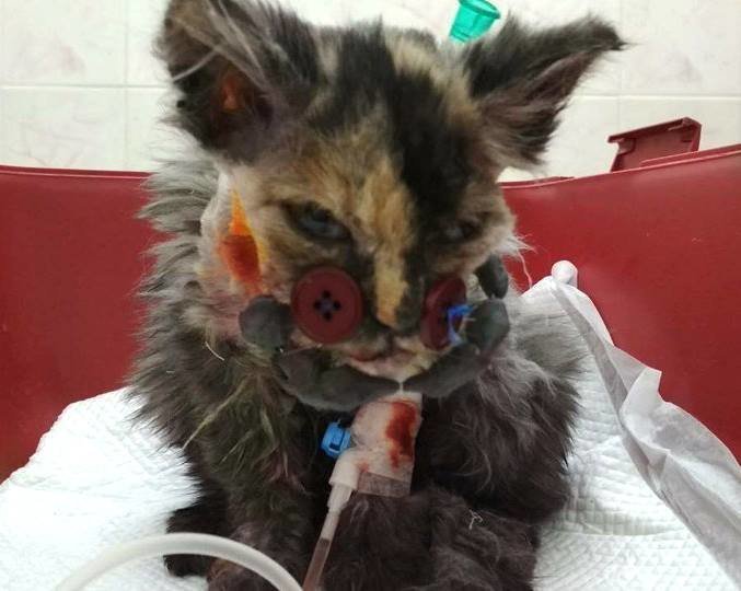 Котёнок попал в вентилятор. Чтобы спасти его, врачи пришивали мордашку на пуговицы