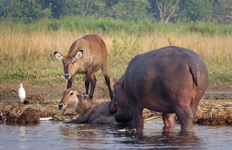 Как бегемот спас водяного козла от крокодила