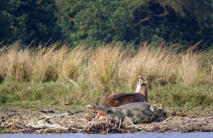 Как бегемот спас водяного козла от крокодила