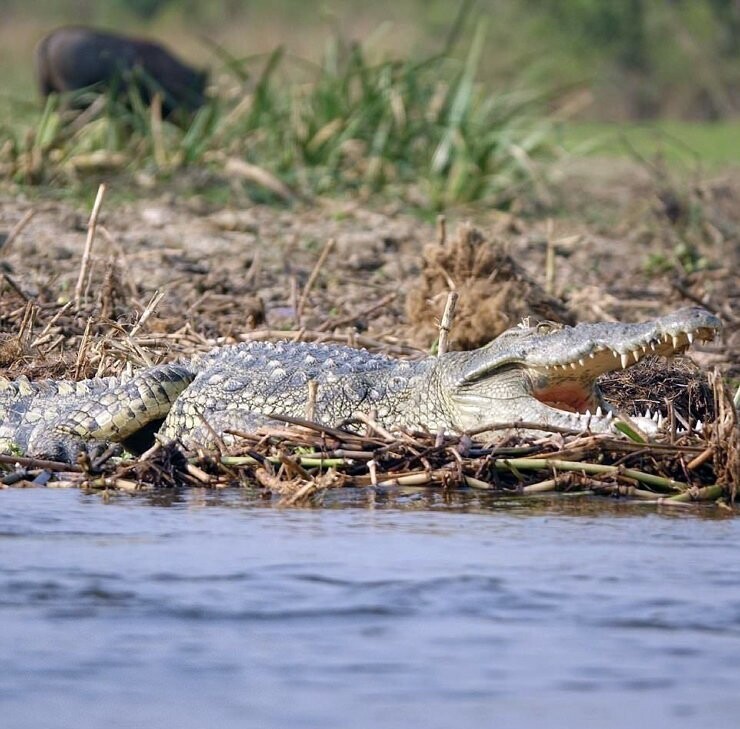 Как бегемот спас водяного козла от крокодила