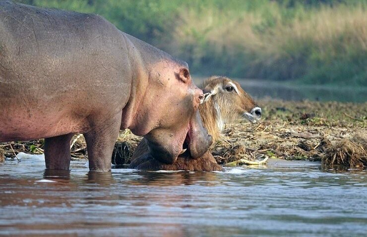 Как бегемот спас водяного козла от крокодила