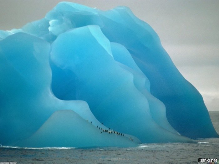 пингвины на айсберге