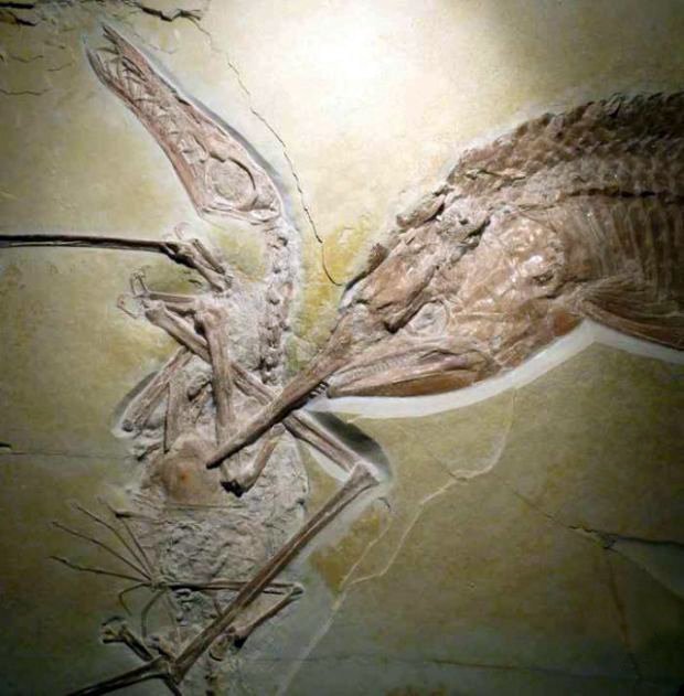 Изучив скелеты, палеонтологи определили, что один из них принадлежит птерозавру рамфоринху, а другой крупной лучеперой рыбе Aspidorhynchus. 