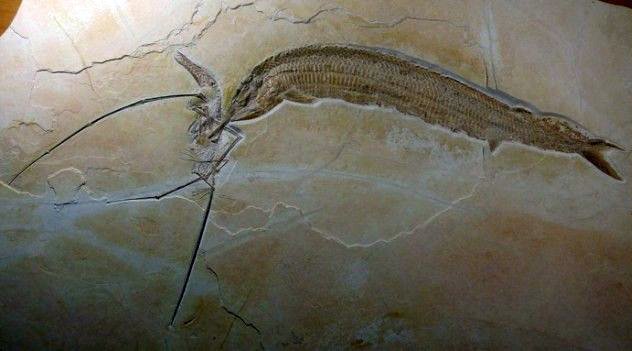 Находка поведала ученым о жизни и смерти двух существ, живших 155 миллионов лет назад
