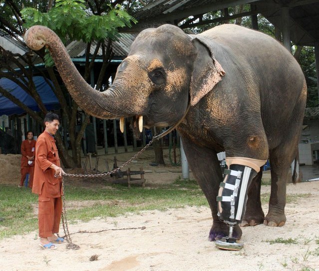 Чтобы изготовить протез, способный поддерживать огромный вес слона, врачам пришлось постараться