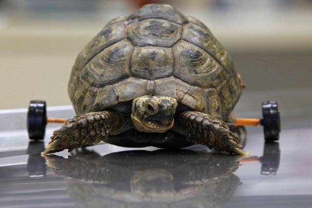 Каталка для черепахи, потерявшей способность передвигаться самостоятельно