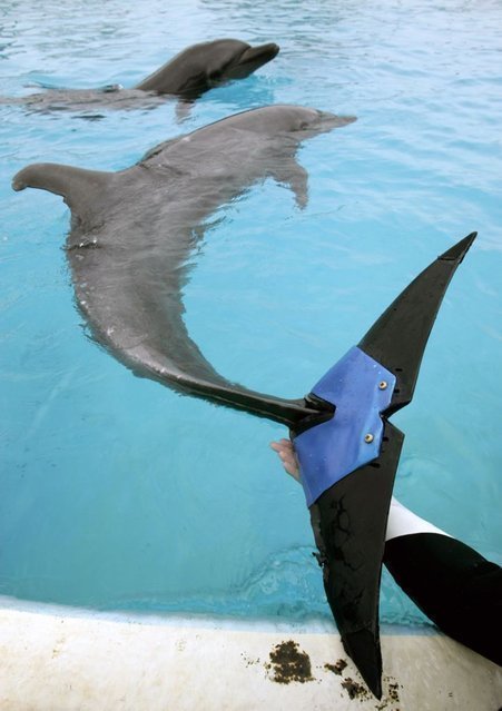 Дельфин может плавать благодаря протезу хвостового плавника
