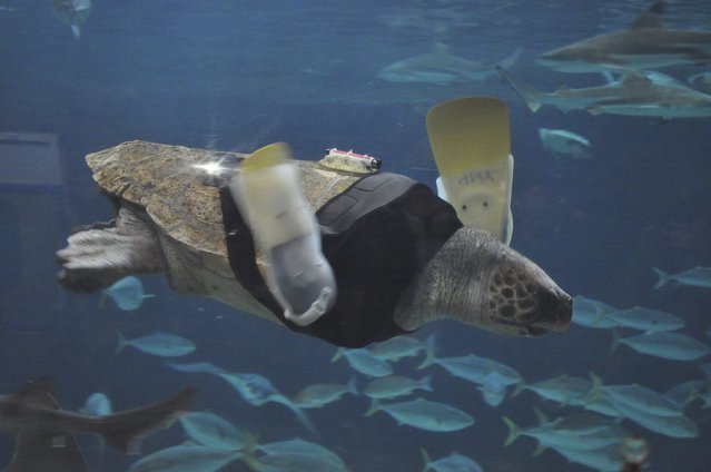 Протезы передних лап для морской черепахи - очень нестандартная конструкция!