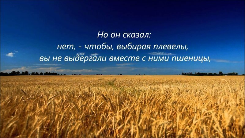 Пшеница. Цитата