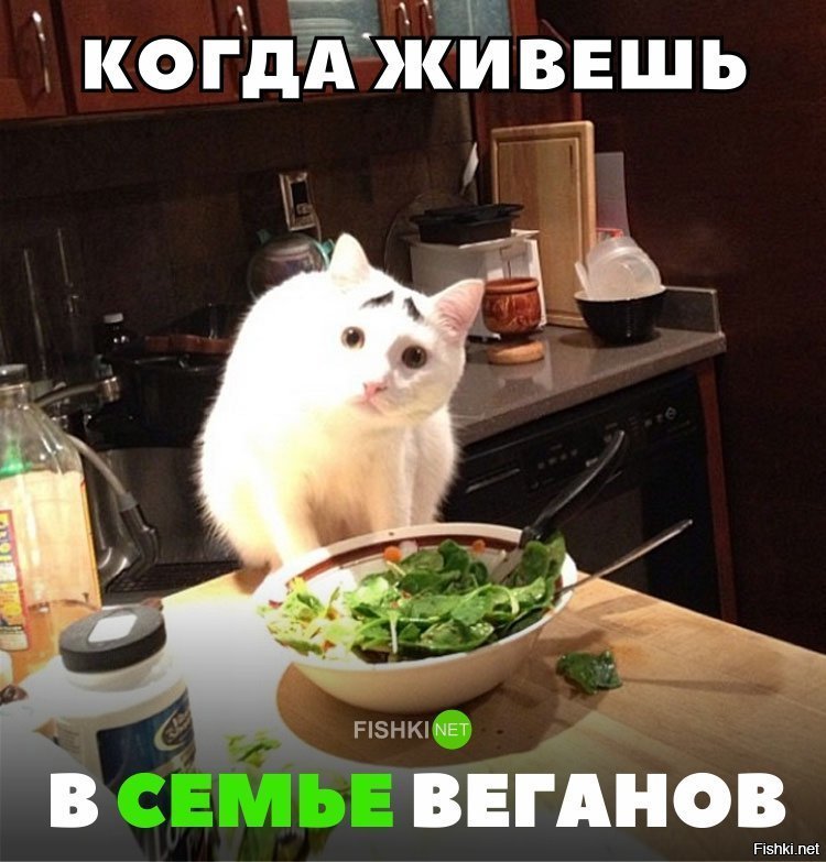 Кот в семье веганов