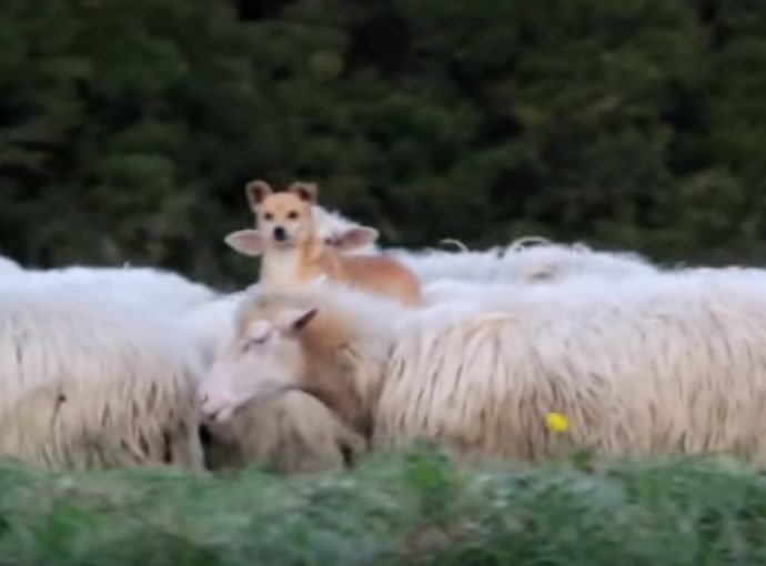 Пастушью собаку застукали за “работой”! Её родео на овцах довело хозяев до коликов в животе