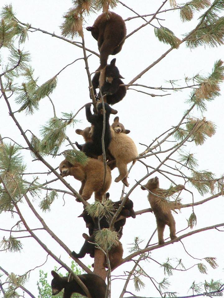 Мишки растут на дереве
