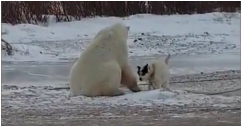 Белый медведь играет с собакой