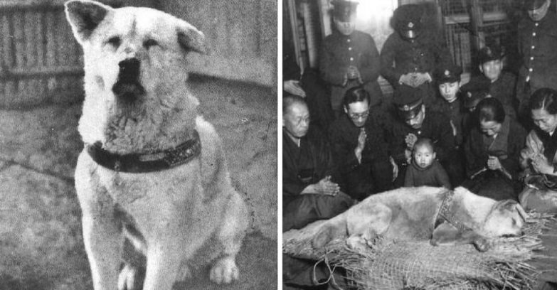 Фотография того самого Хатико