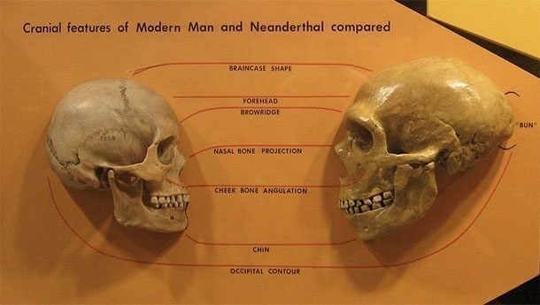 Неандертальцы и хомо сапиенс не спаривались друг с другом