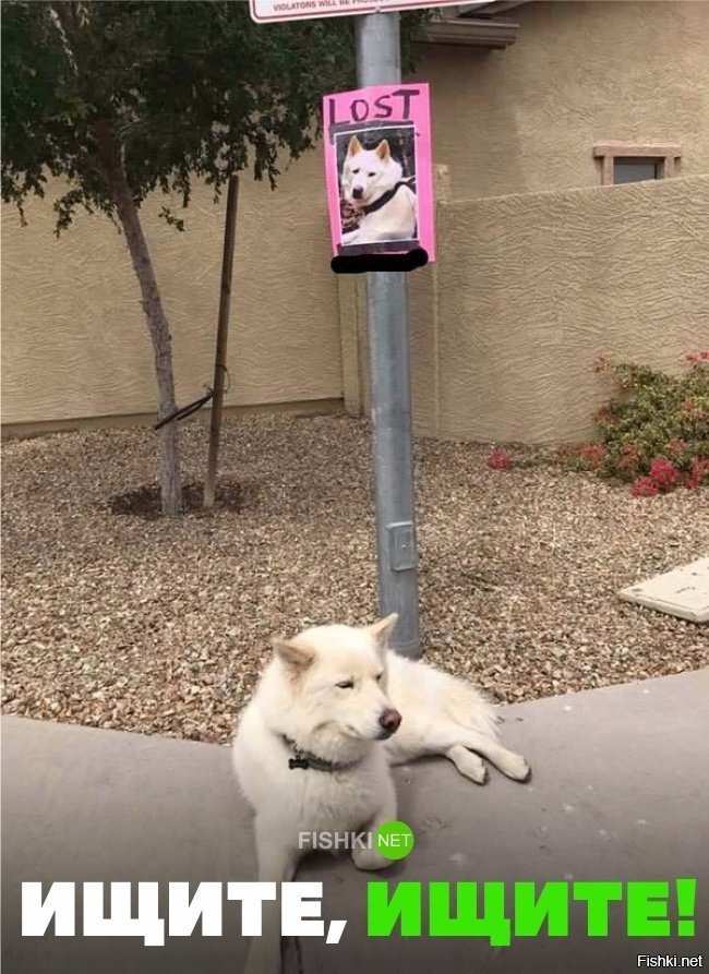 Ищите , ищите
