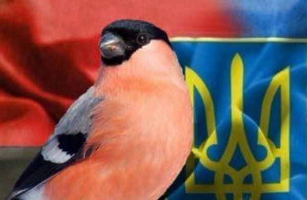 Власти Украины высказали претензии России за использование «украинской птицы - снегиря»
