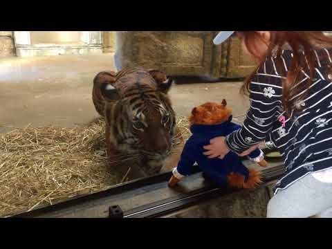 Тигр в американском зоопарке попытался стащить игрушку у девочки 