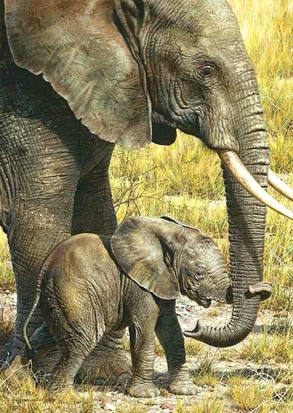 Слоненок на прогулке