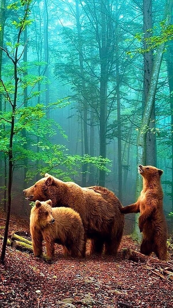 Медвежья прогулка