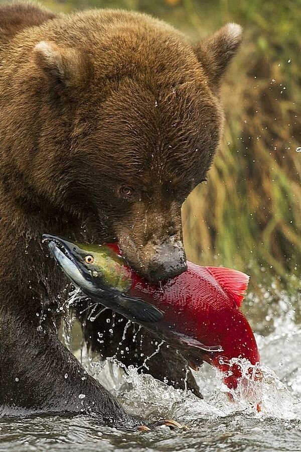 Аляскинский медведь Гризли