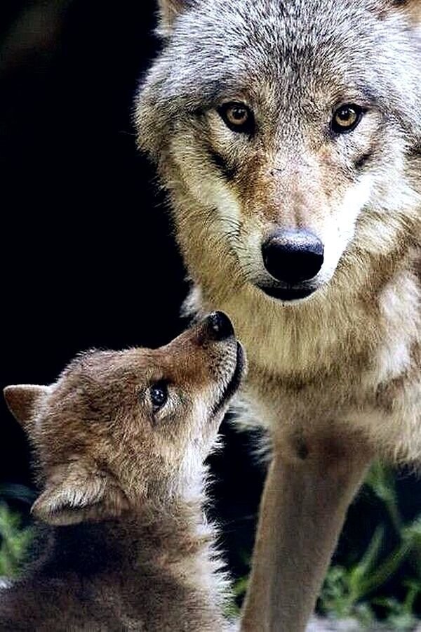Волчица с волчёнком