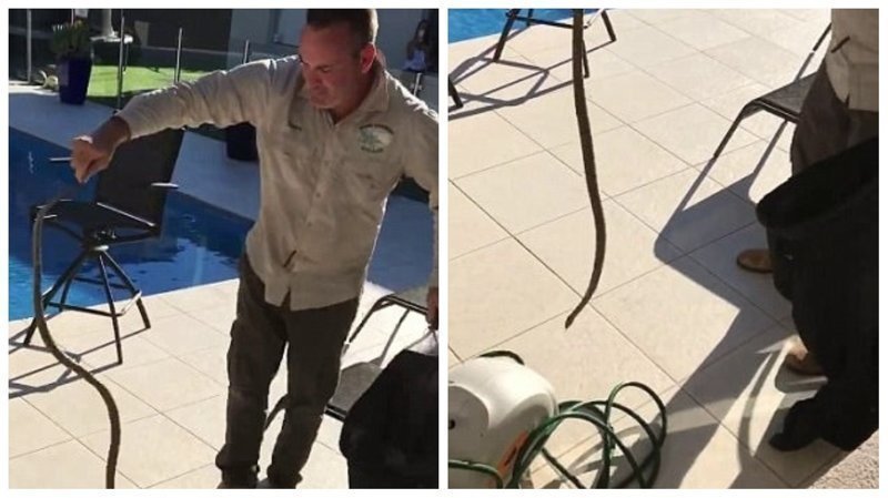 Видео: ядовитая змея притаилась в катушке для шланга