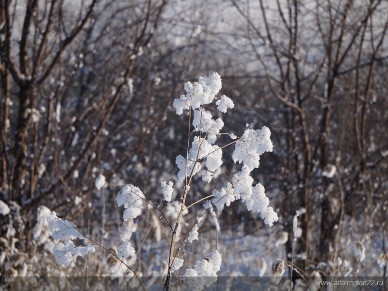 Заказник «Лебединый» на озере Светлом в Алтайском крае