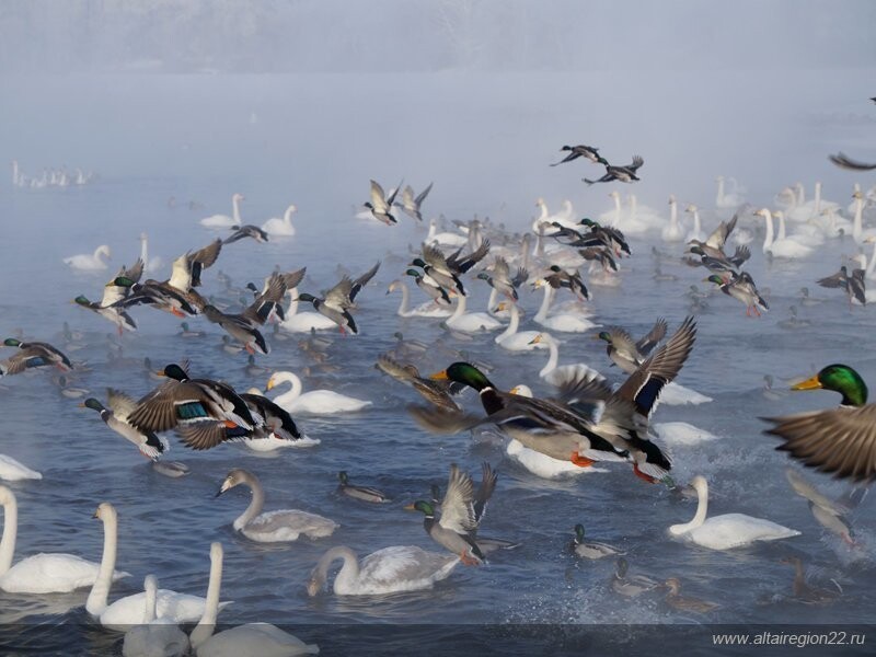 Заказник «Лебединый» на озере Светлом в Алтайском крае
