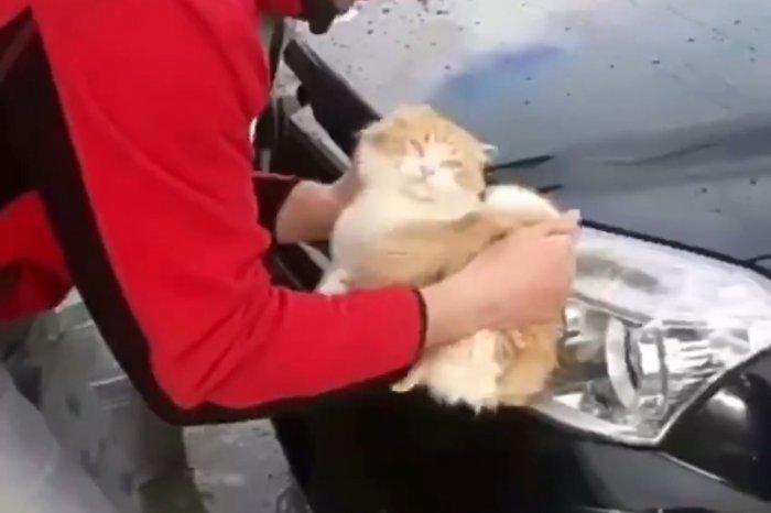 На Кубани моральный урод взял кота и помыл им свою машину