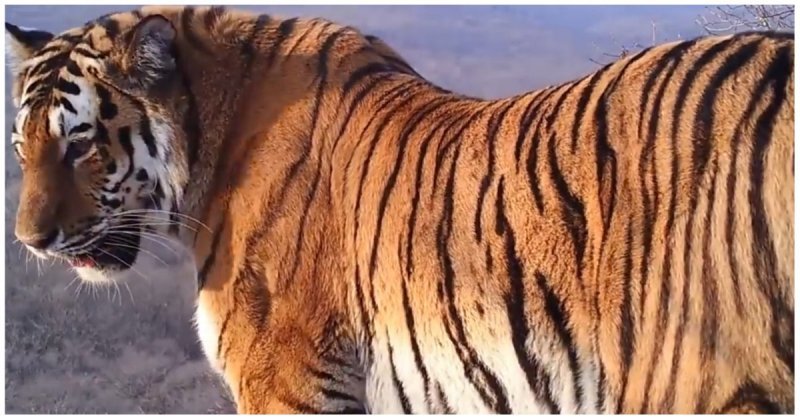 Фотоловушка в Приморье засняла сразу семь различных видов диких животных 