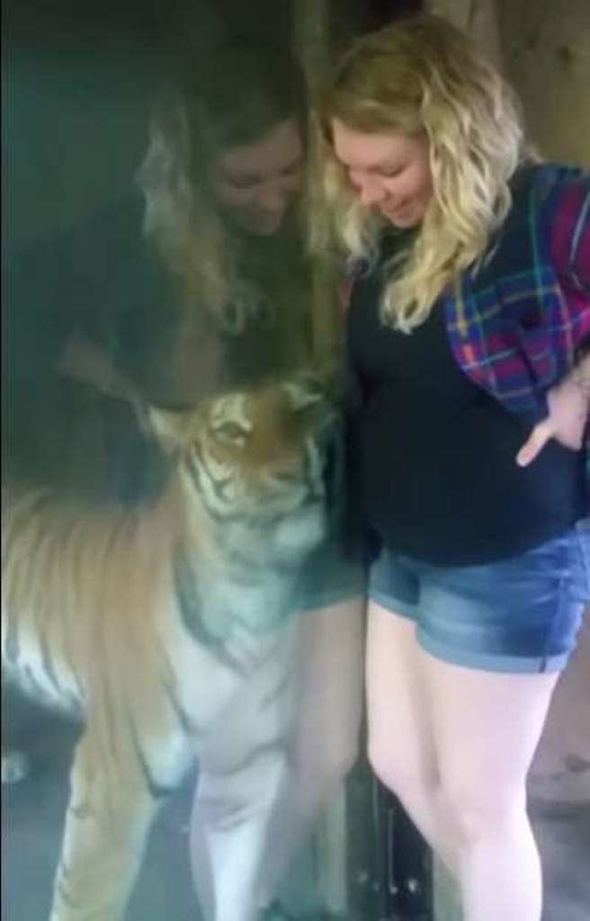 “Я знаю, у тебя там малыш!” Тигр из зоопарка прижался к животу беременной женщины…
